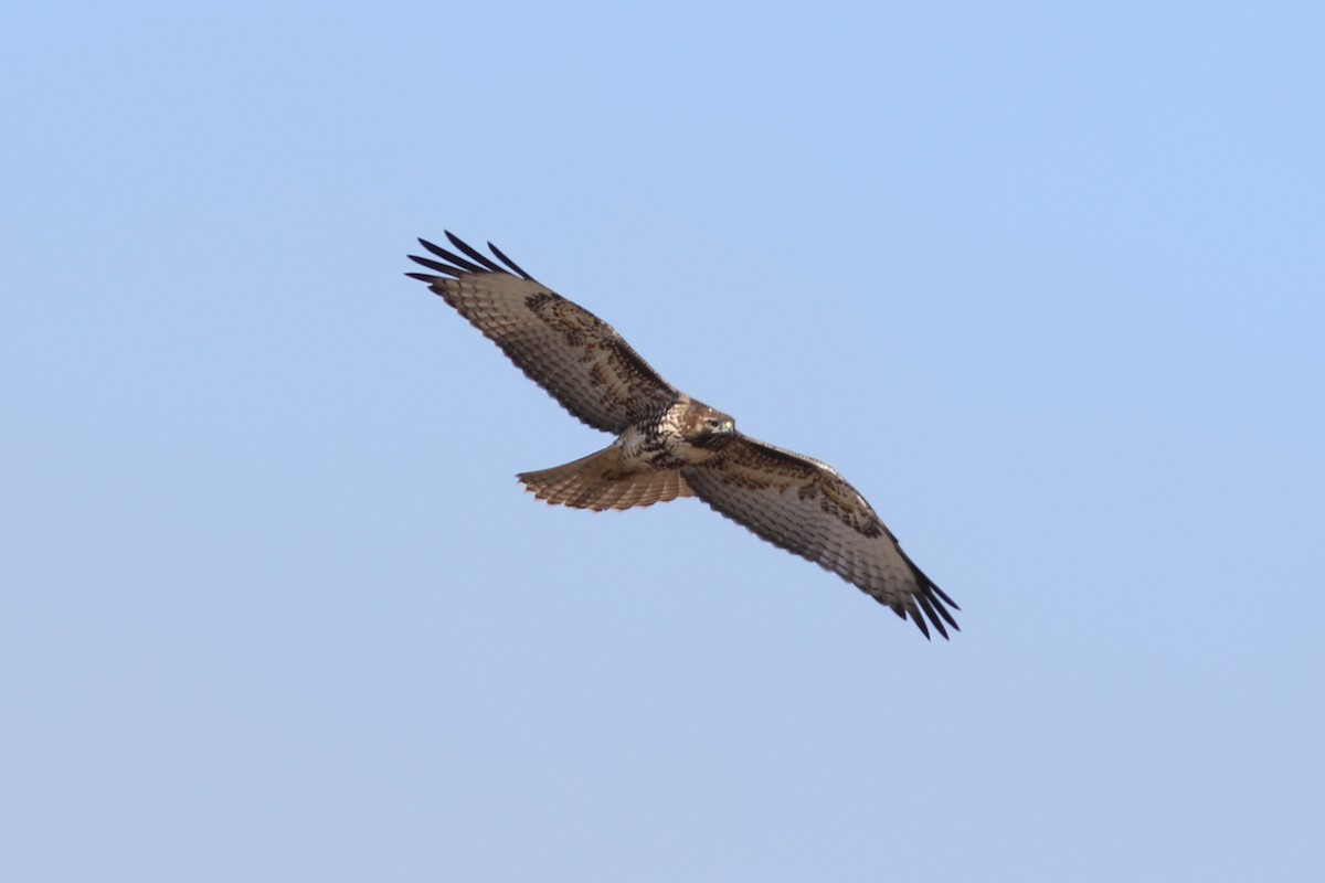 Red-tailed Hawk - ML467733101