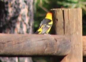 Western Tanager - ML467733191