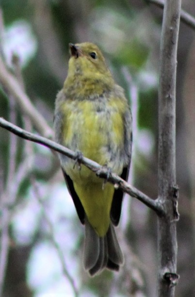 Western Tanager - ML467733201