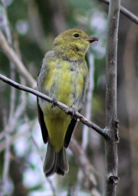 Western Tanager - ML467733211