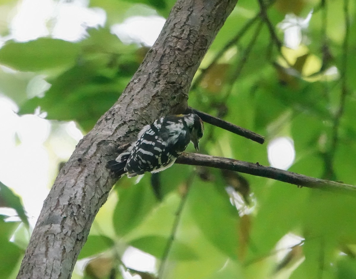 Downy Woodpecker - ML467733391
