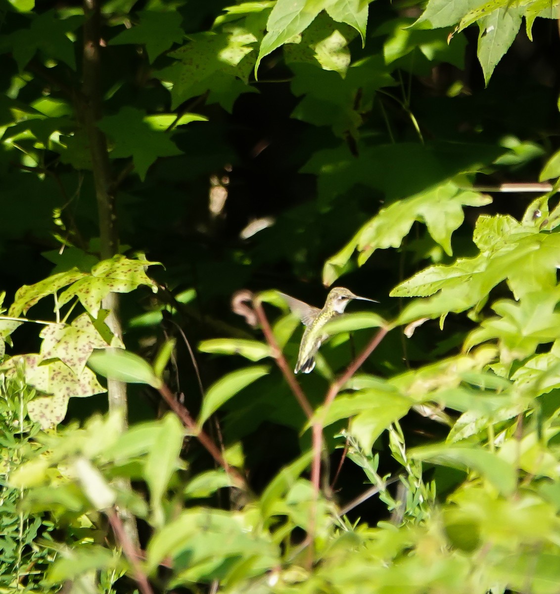 Ruby-throated Hummingbird - ML467733431
