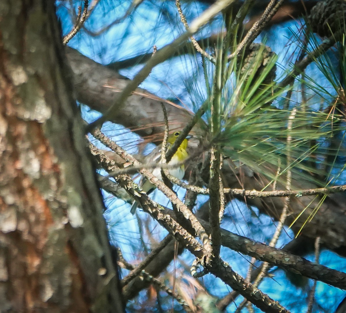 Yellow-throated Vireo - ML467733471