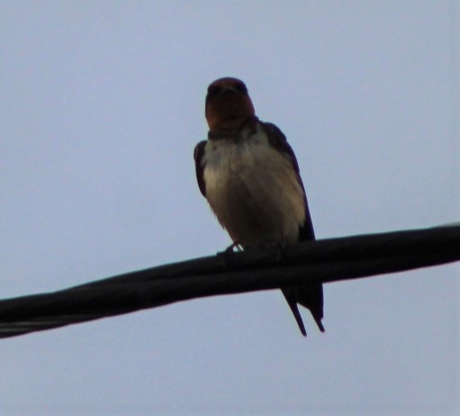 Barn Swallow - ML467733631