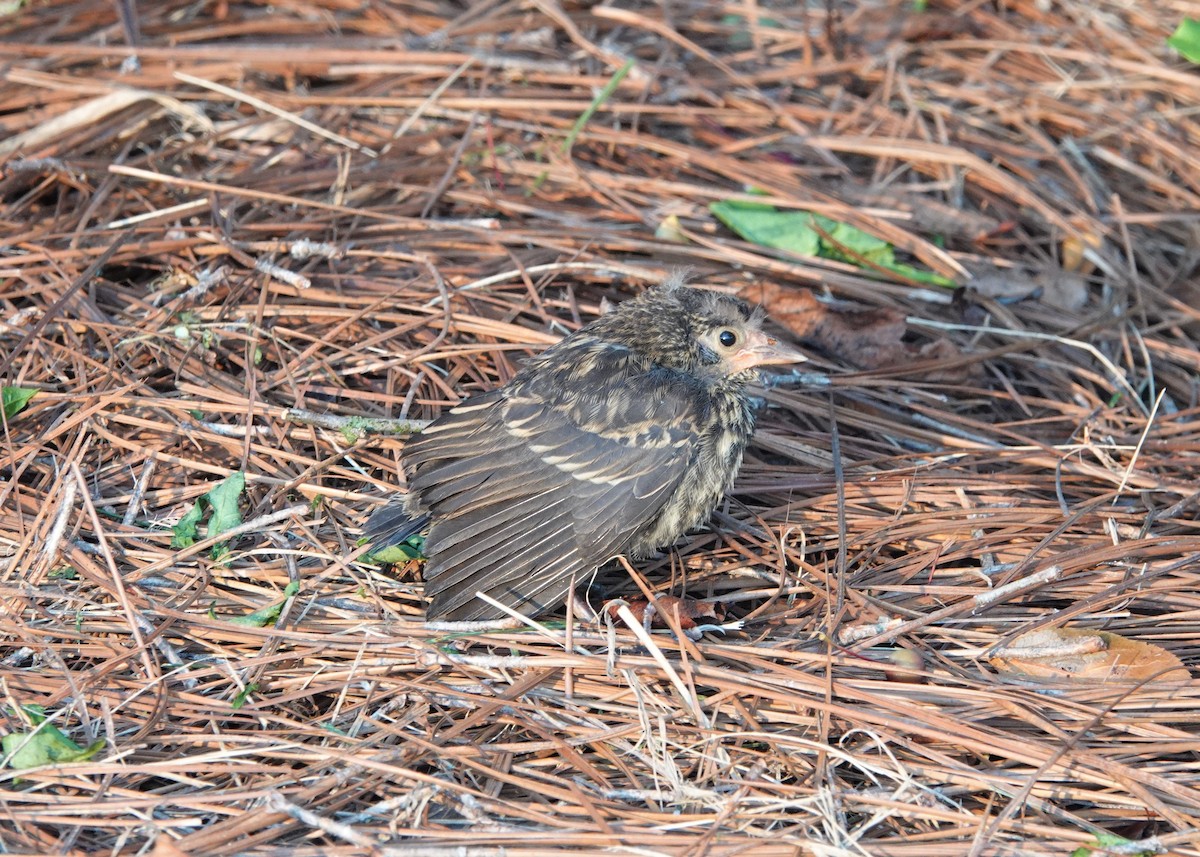 Red-winged Blackbird - ML467733851