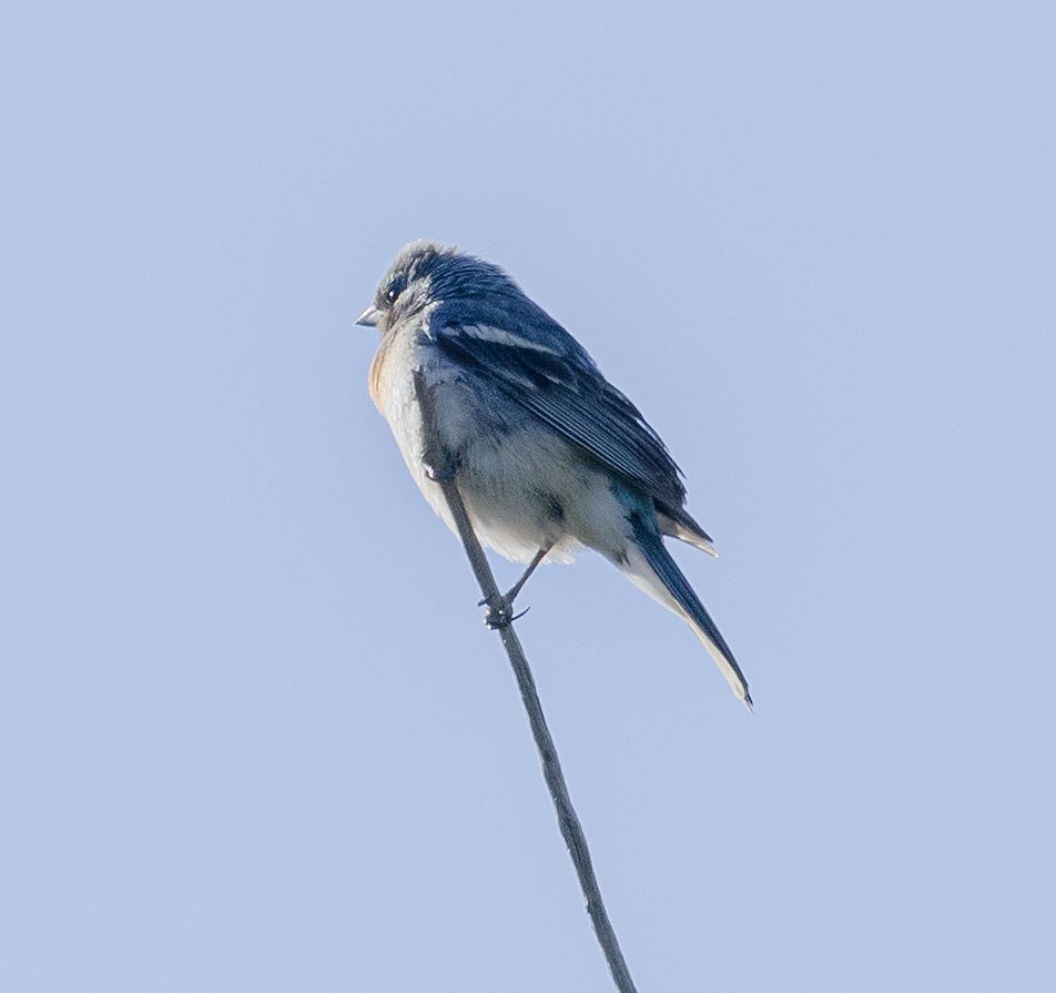 Lazuli Bunting - ML467734741