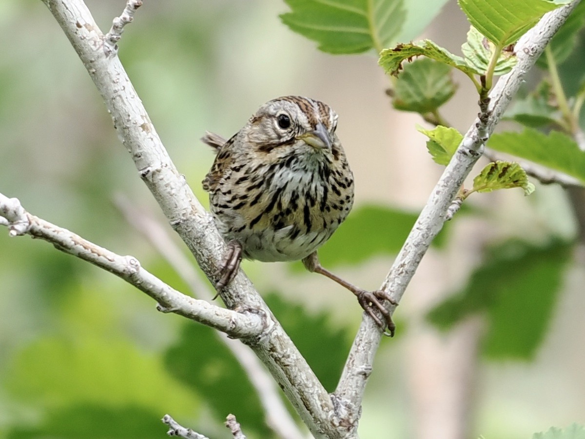 Lincoln's Sparrow - ML467735111