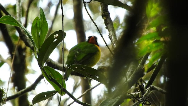 Scarlet-breasted Fruiteater - ML467735181