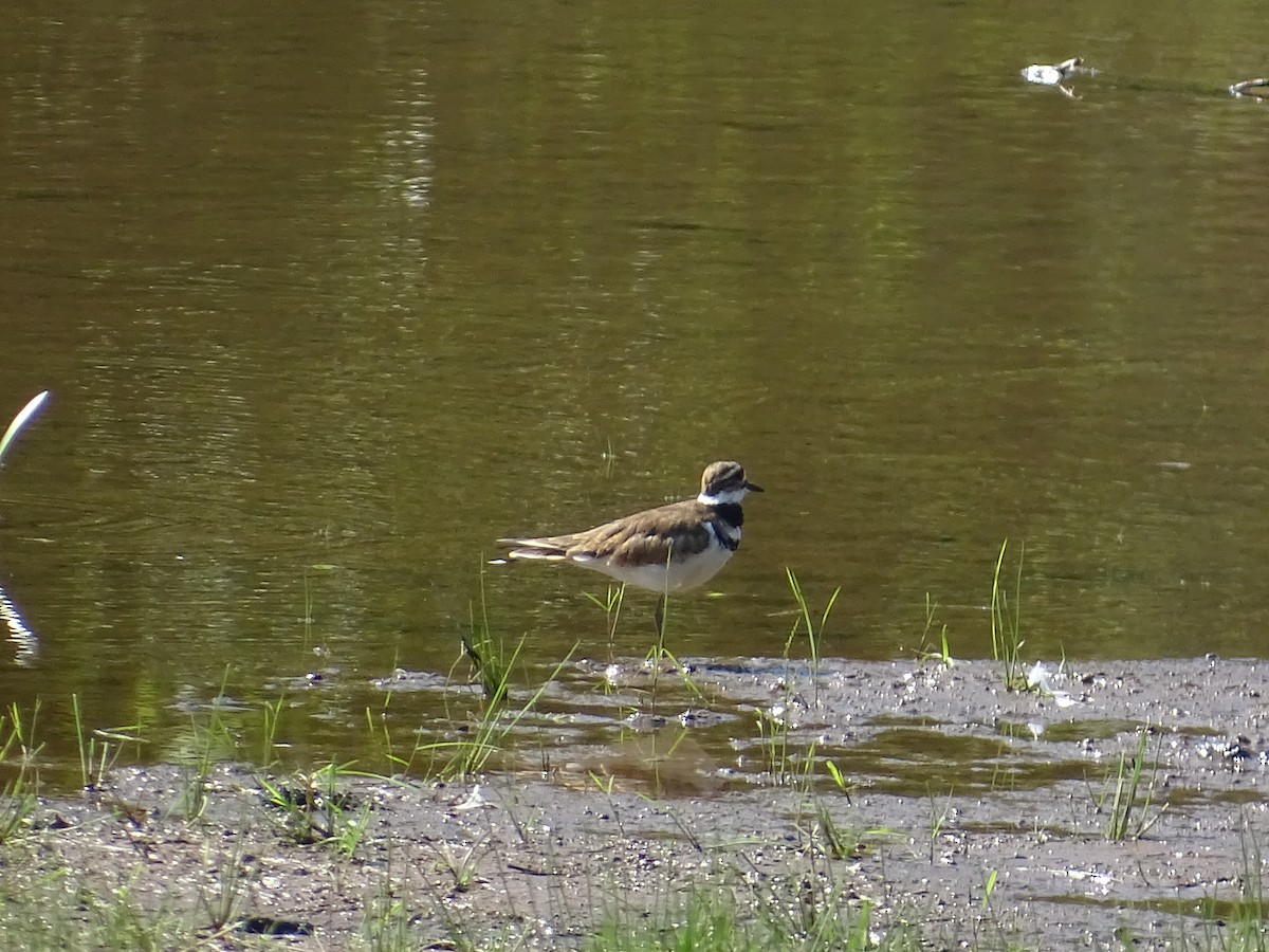 tobeltelo - ML467736471