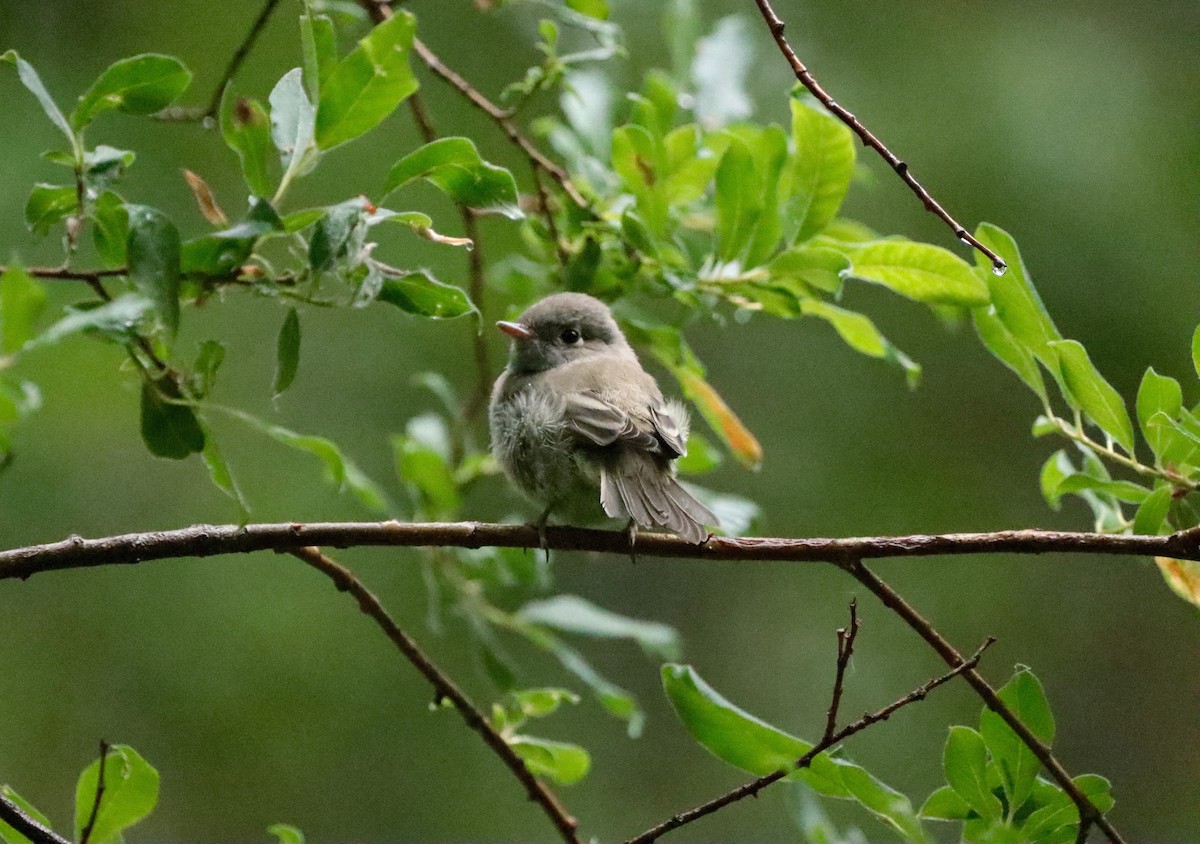 Empidonax sp. - ML467737611