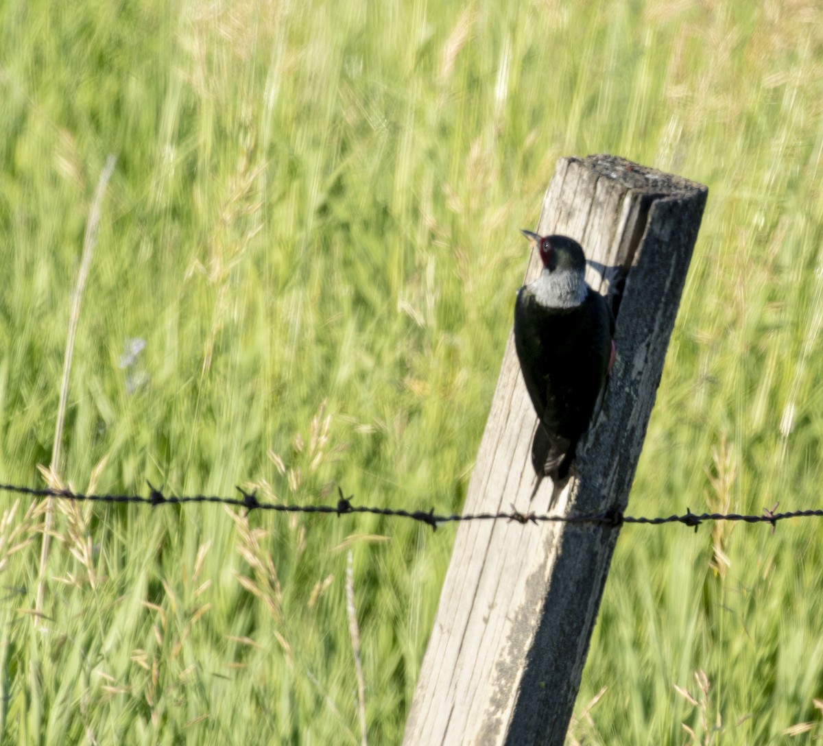 Lewis's Woodpecker - Jason Lott