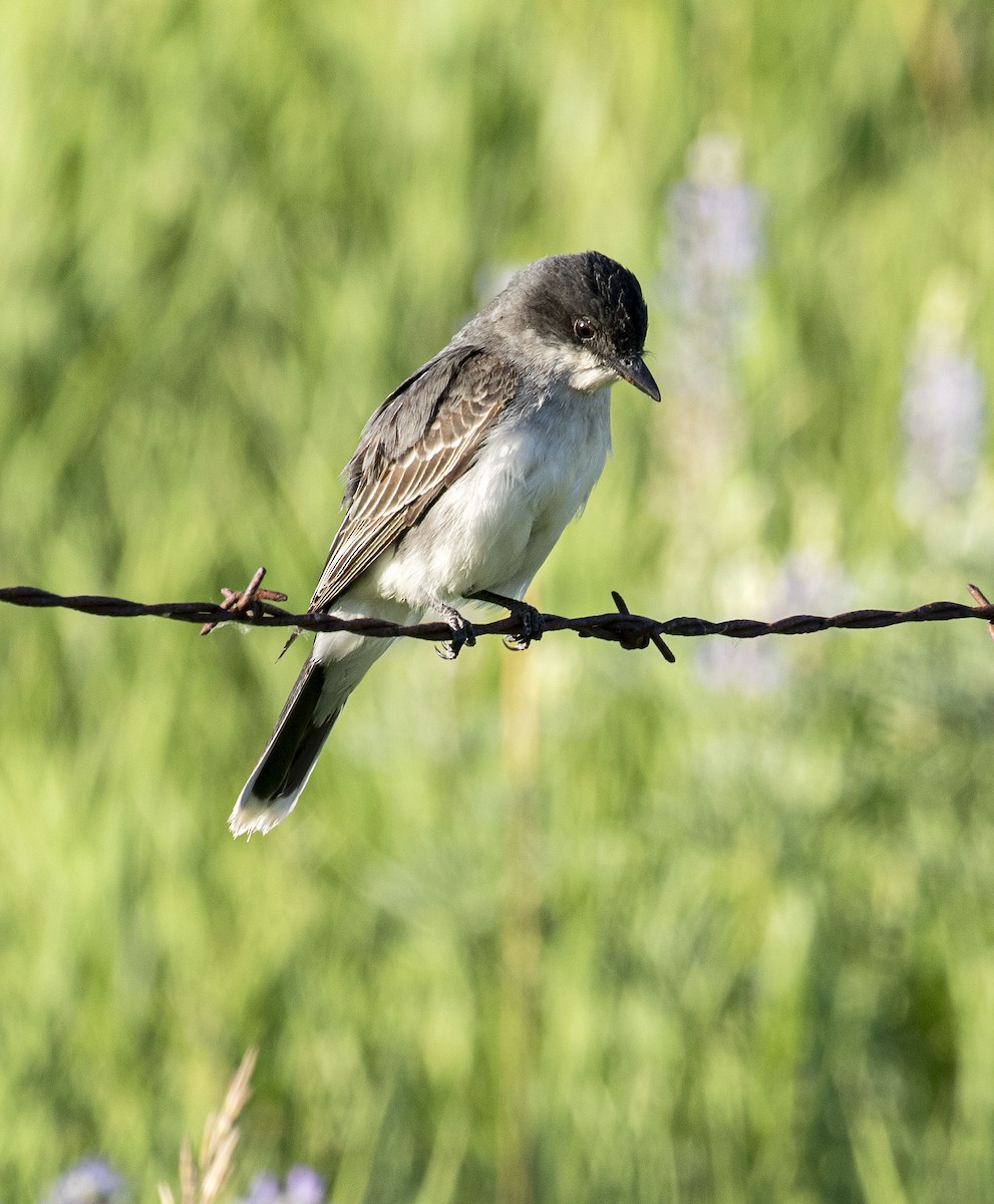 Eastern Kingbird - Jason Lott