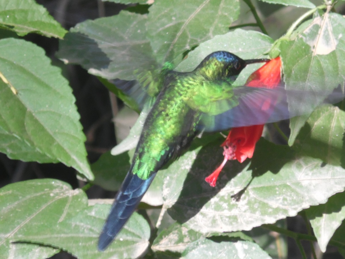 Violet-capped Woodnymph - ML467739041