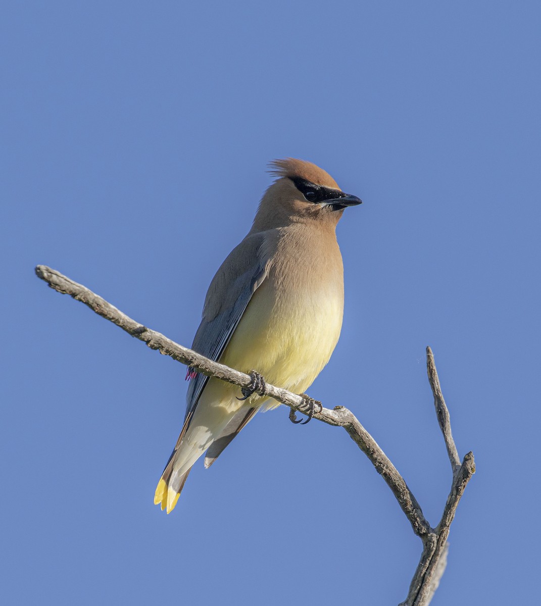 Cedar Waxwing - ML467739241