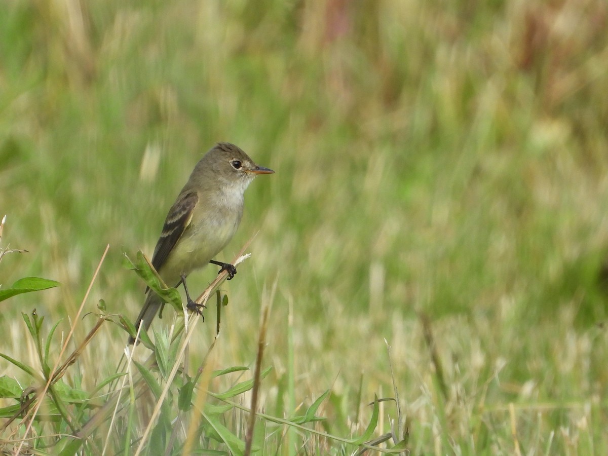 Willow Flycatcher - ML467739281