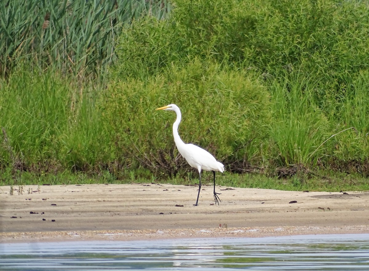 Great Egret - ML467739331