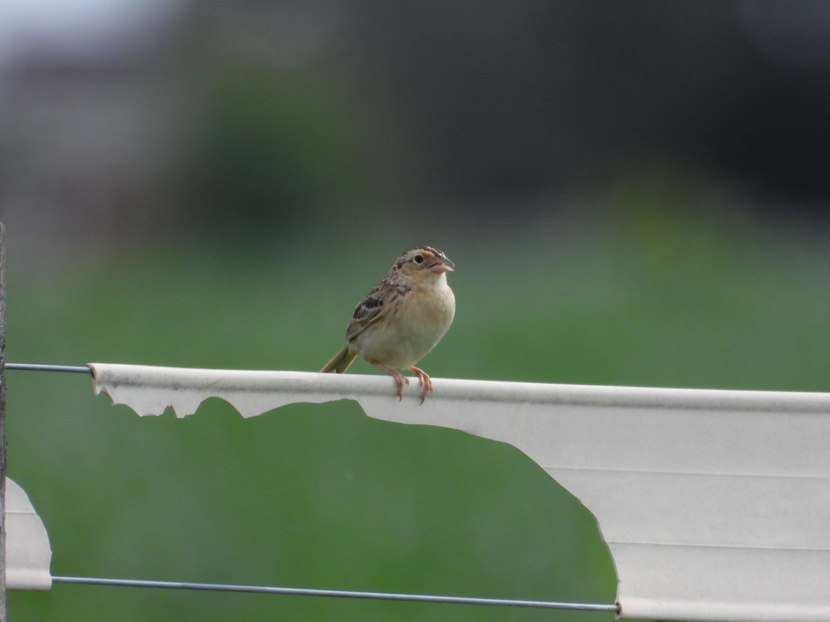 Grasshopper Sparrow - ML467739721