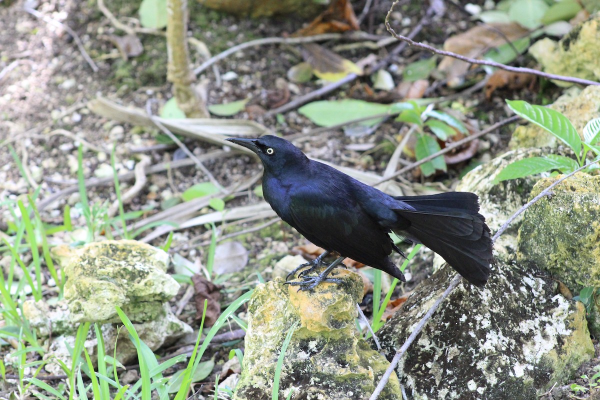 Greater Antillean Grackle - ML467739791