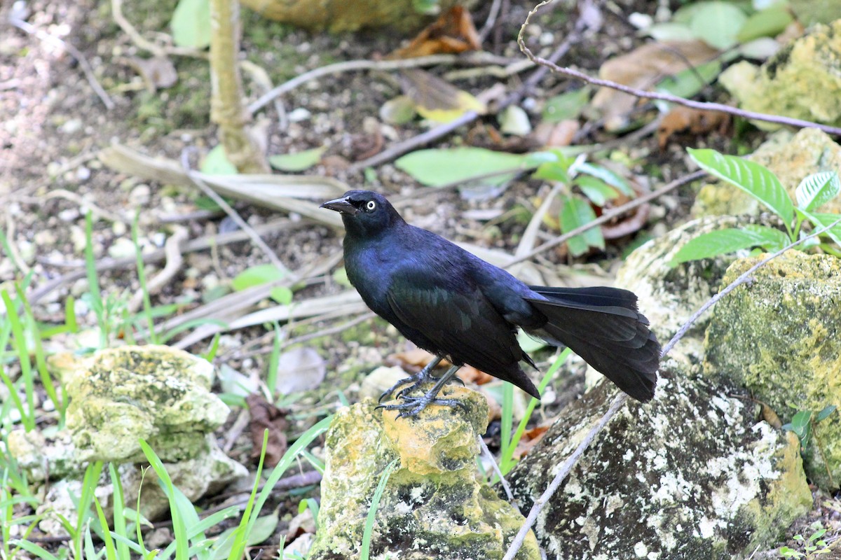 Greater Antillean Grackle - ML467739821