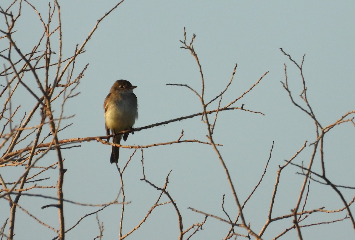 Alder Flycatcher - ML467742211