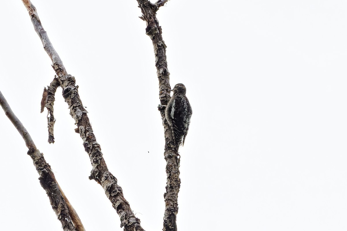 Red-naped Sapsucker - ML467742461