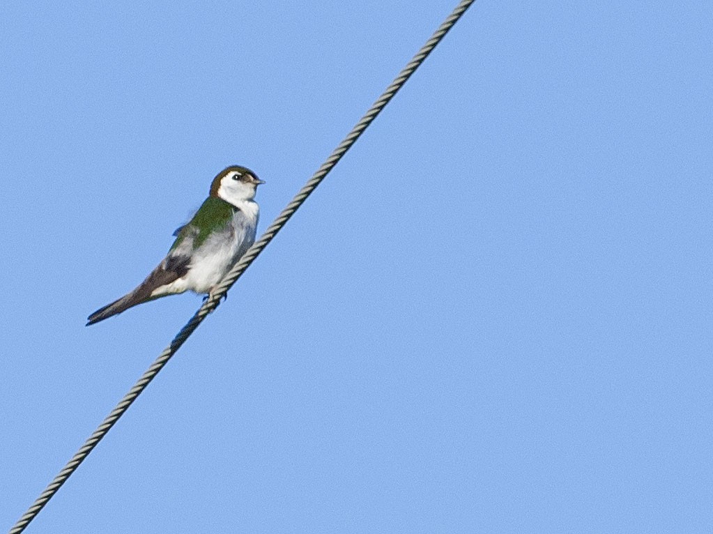 Hirondelle à face blanche - ML467743981