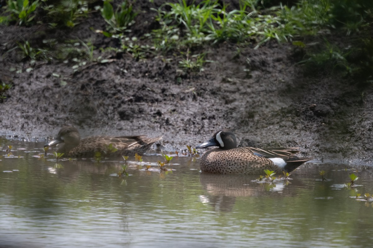 Blue-winged Teal - Luis Guillermo