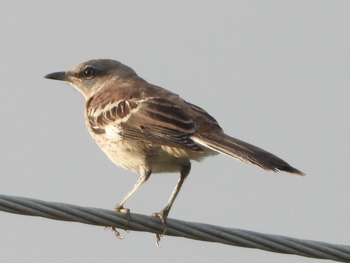 Northern Mockingbird - ML467744541