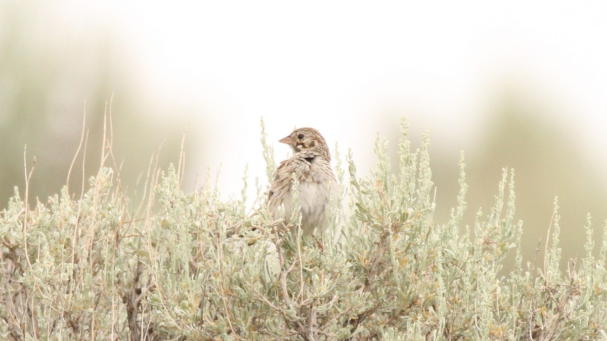 Vesper Sparrow - ML467744881