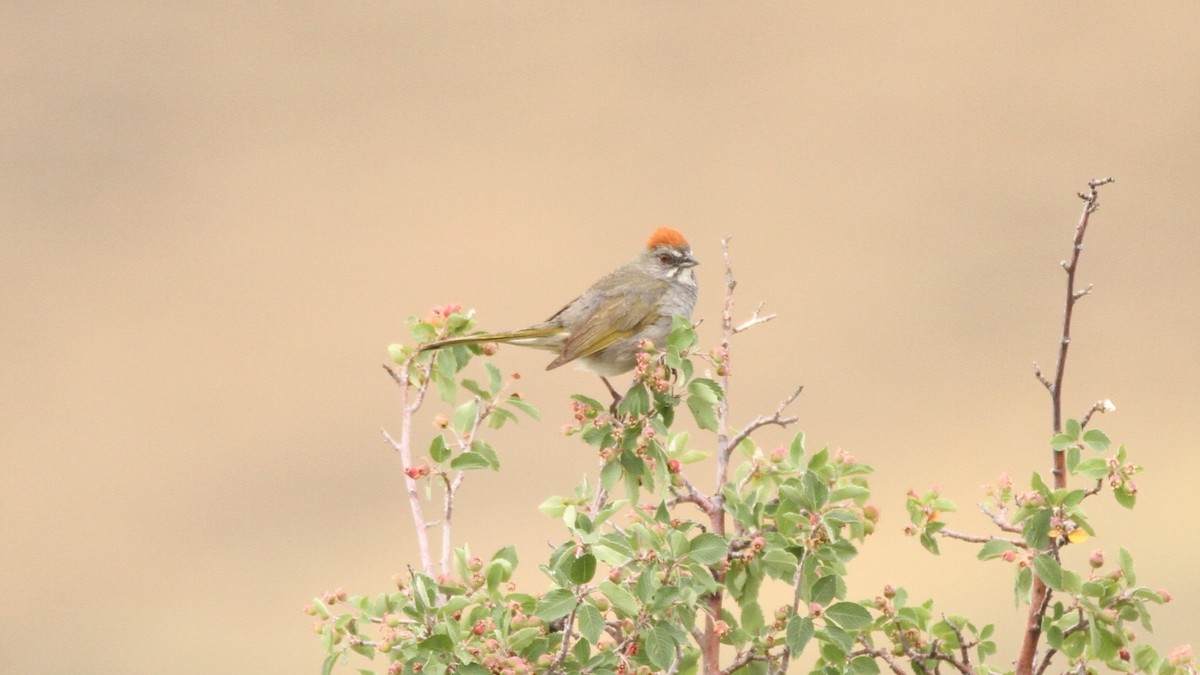 Green-tailed Towhee - ML467745051