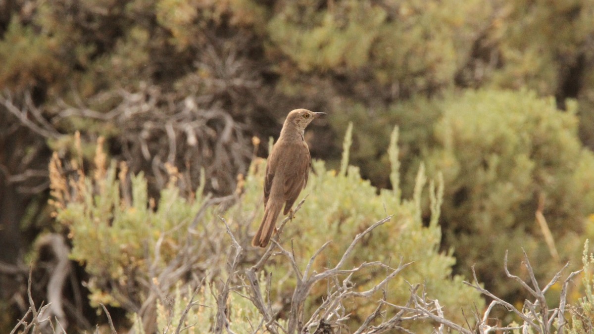 Sage Thrasher - Zach DeBruine