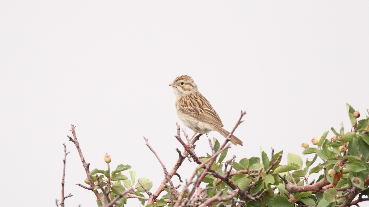 Brewer's Sparrow - ML467745291