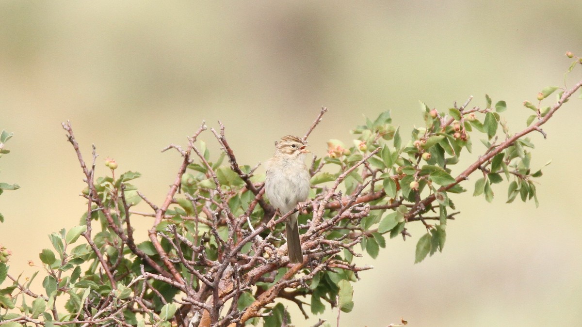 Brewer's Sparrow - ML467745301