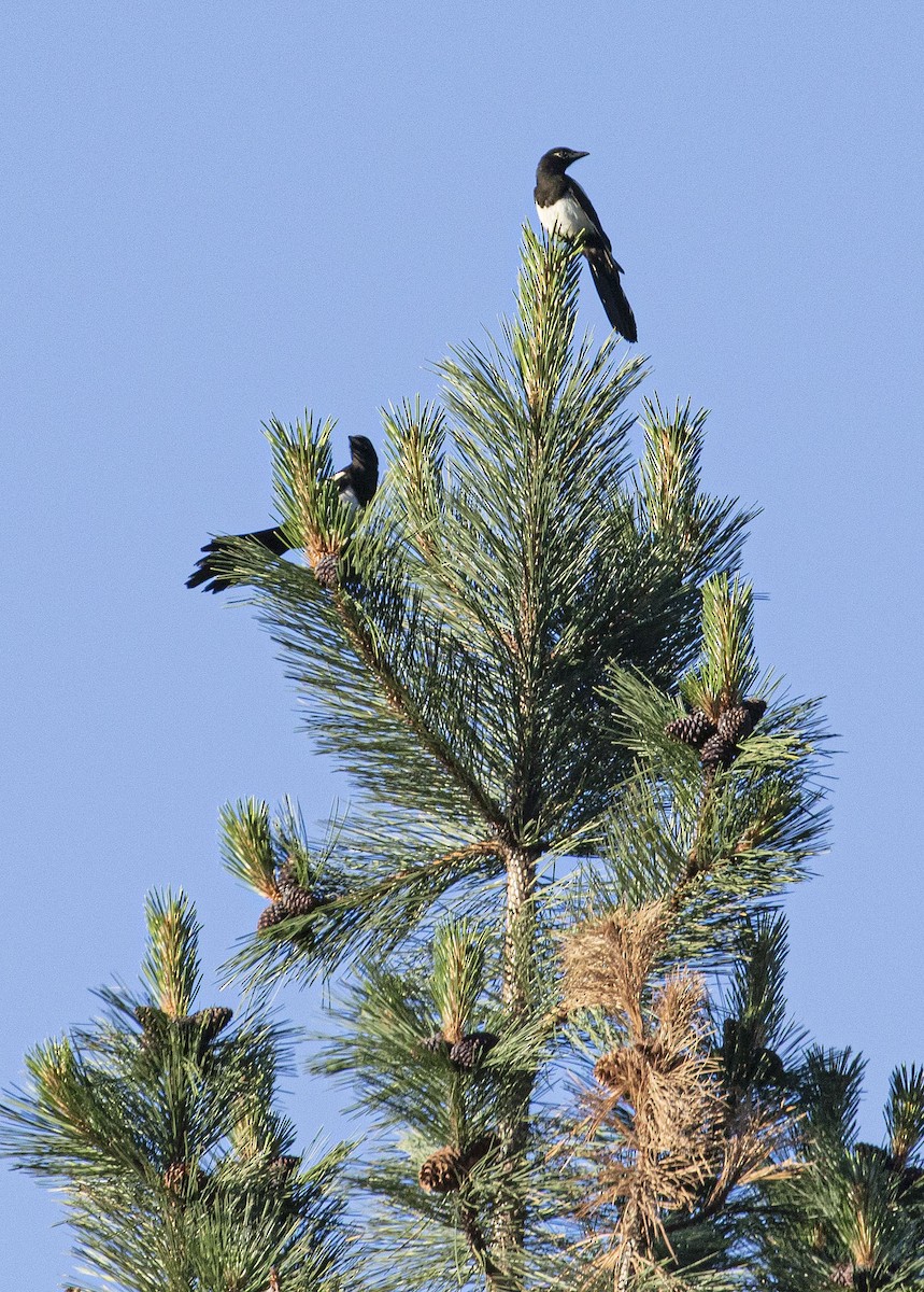 Black-billed Magpie - ML467745311