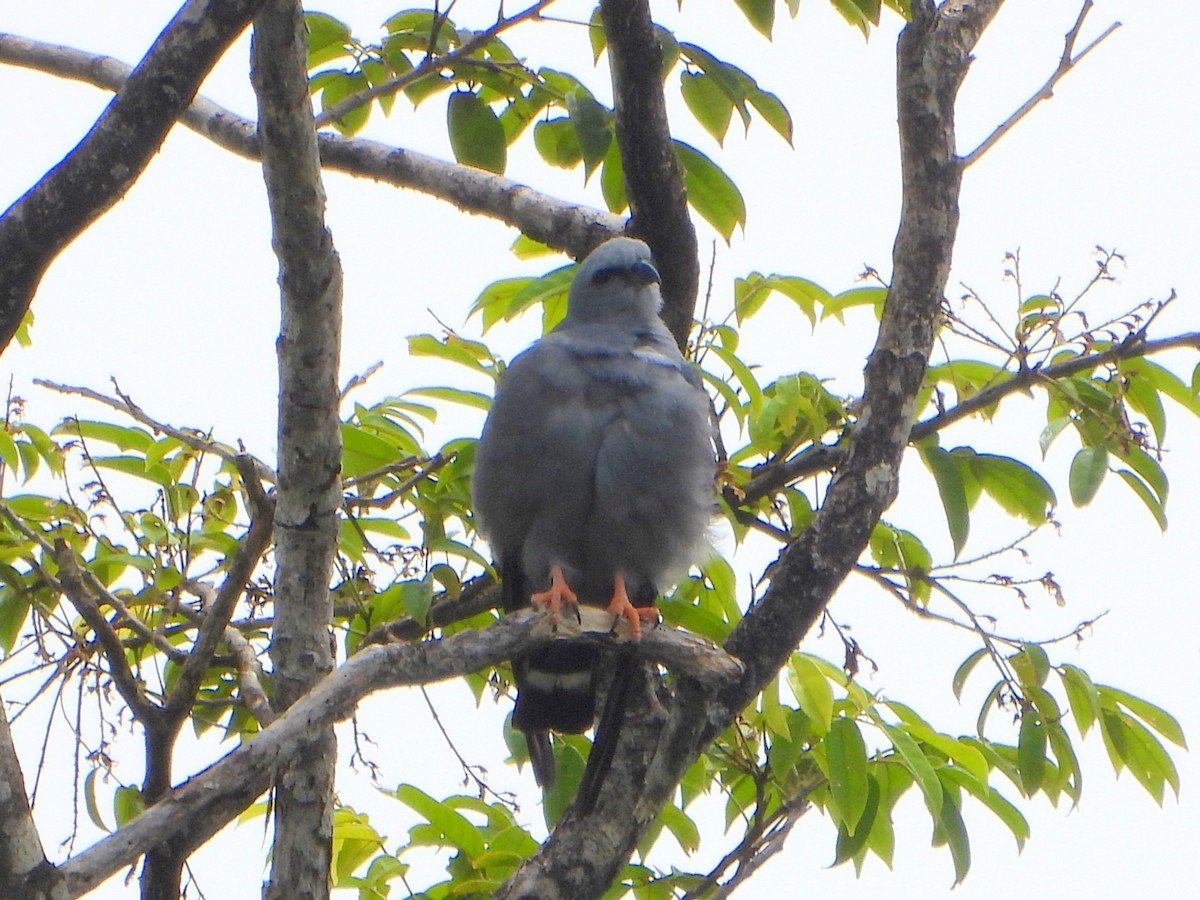 Plumbeous Kite - ML467745851