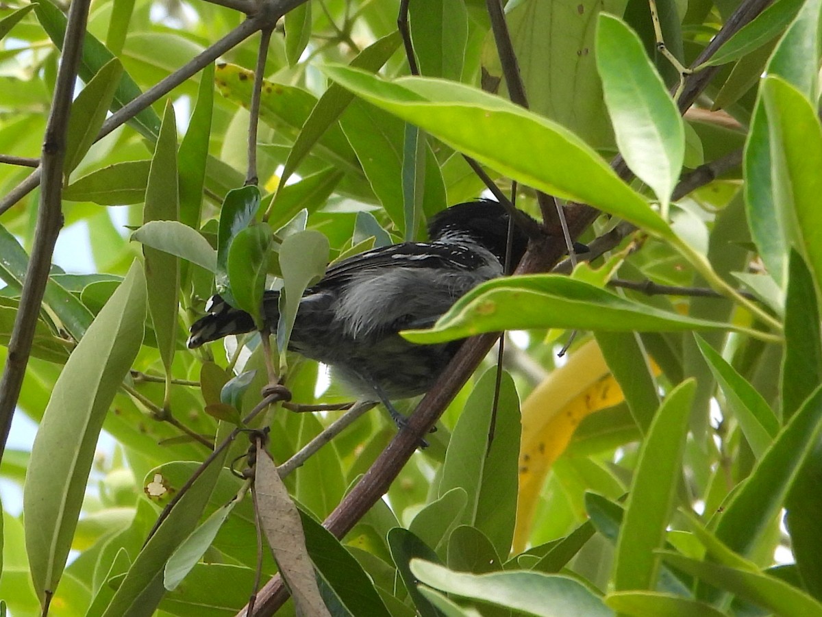 Black-crested Antshrike (Black-crested) - bob butler