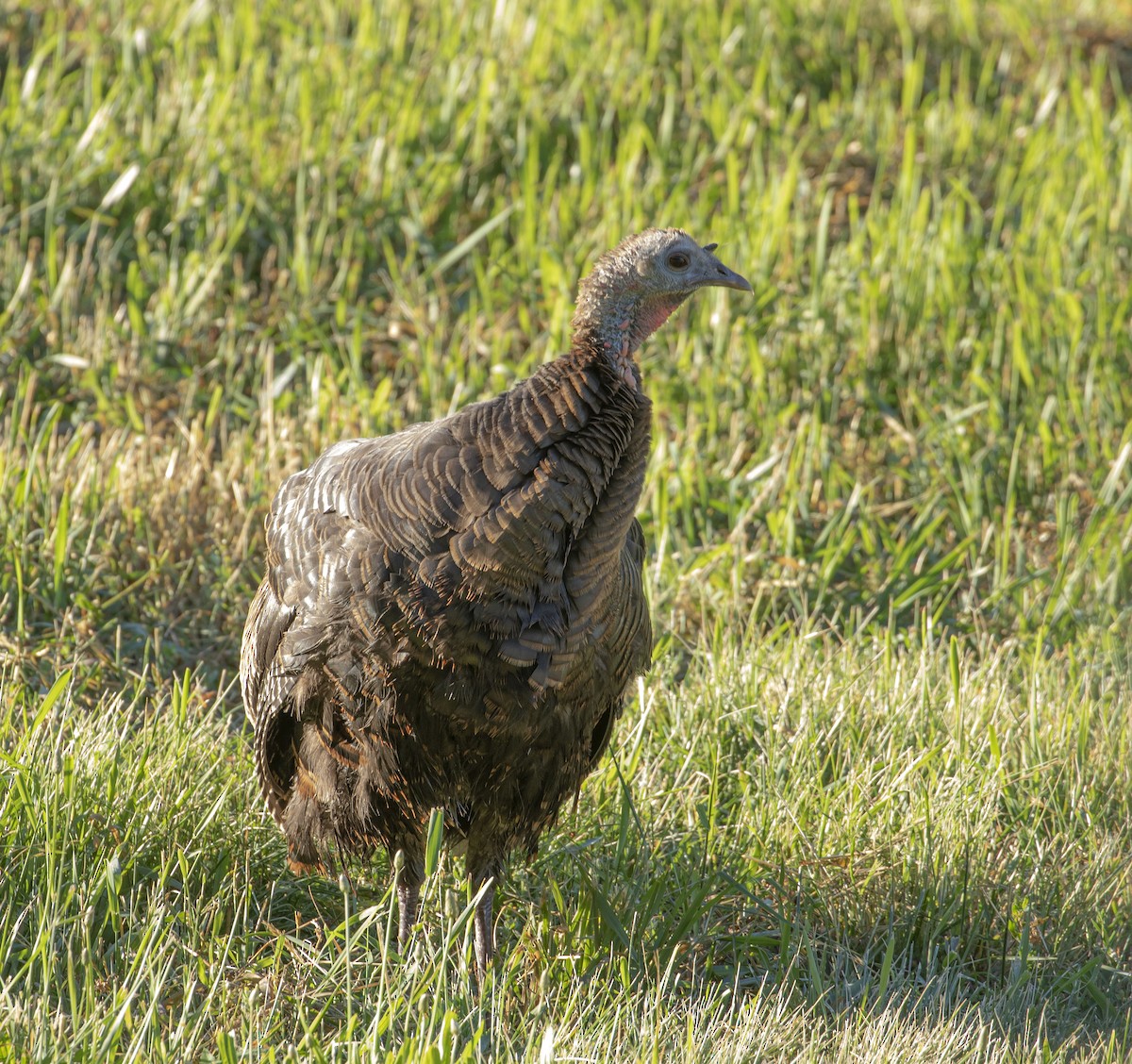 Guajolote Gallipavo - ML467746971