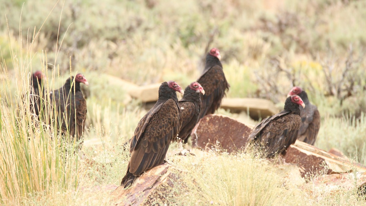 Turkey Vulture - ML467748191