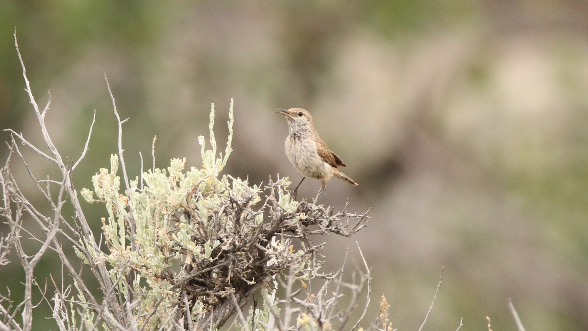 Rock Wren - ML467748301