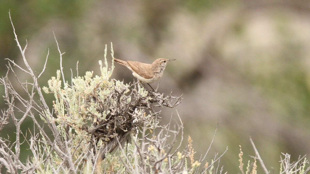 Rock Wren - ML467748321