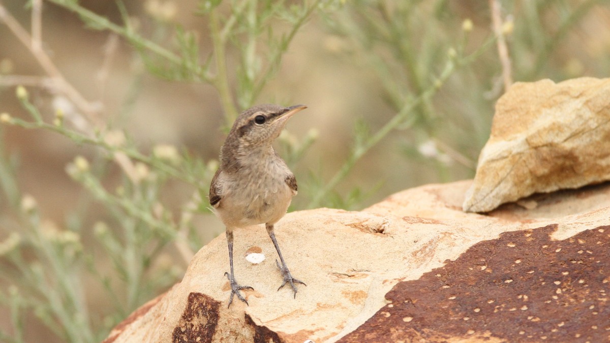 Rock Wren - ML467748341