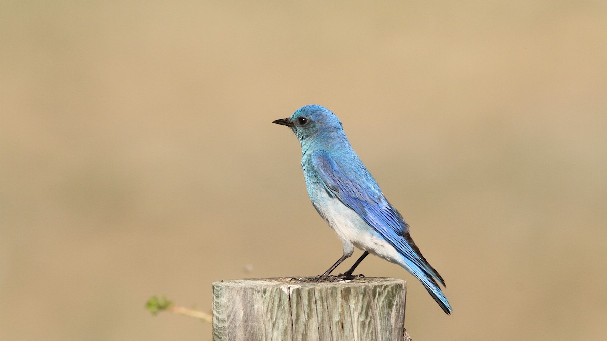Mountain Bluebird - Zach DeBruine