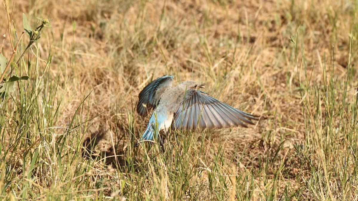 Mountain Bluebird - ML467749781