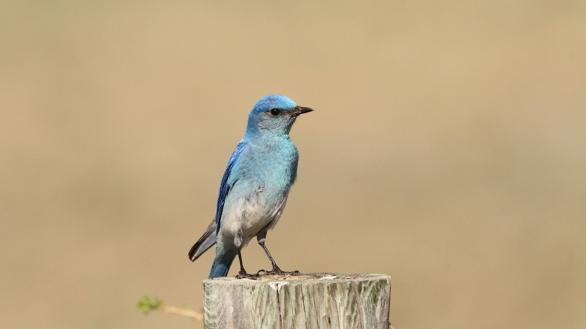 Mountain Bluebird - ML467749841