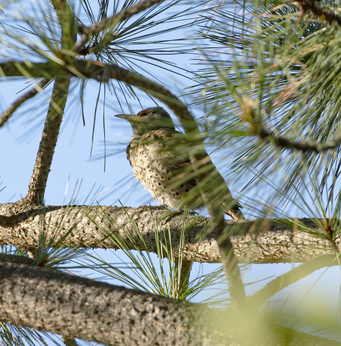 Northern Flicker - ML467749961