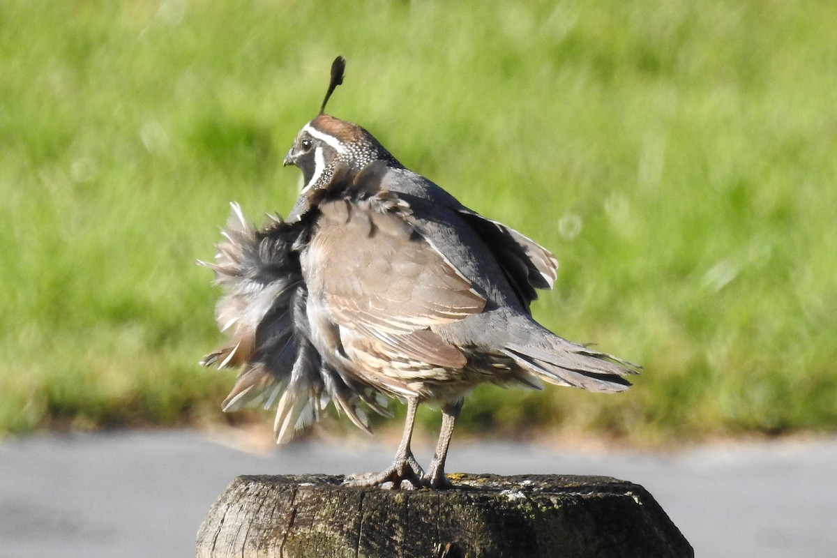 California Quail - ML467750151