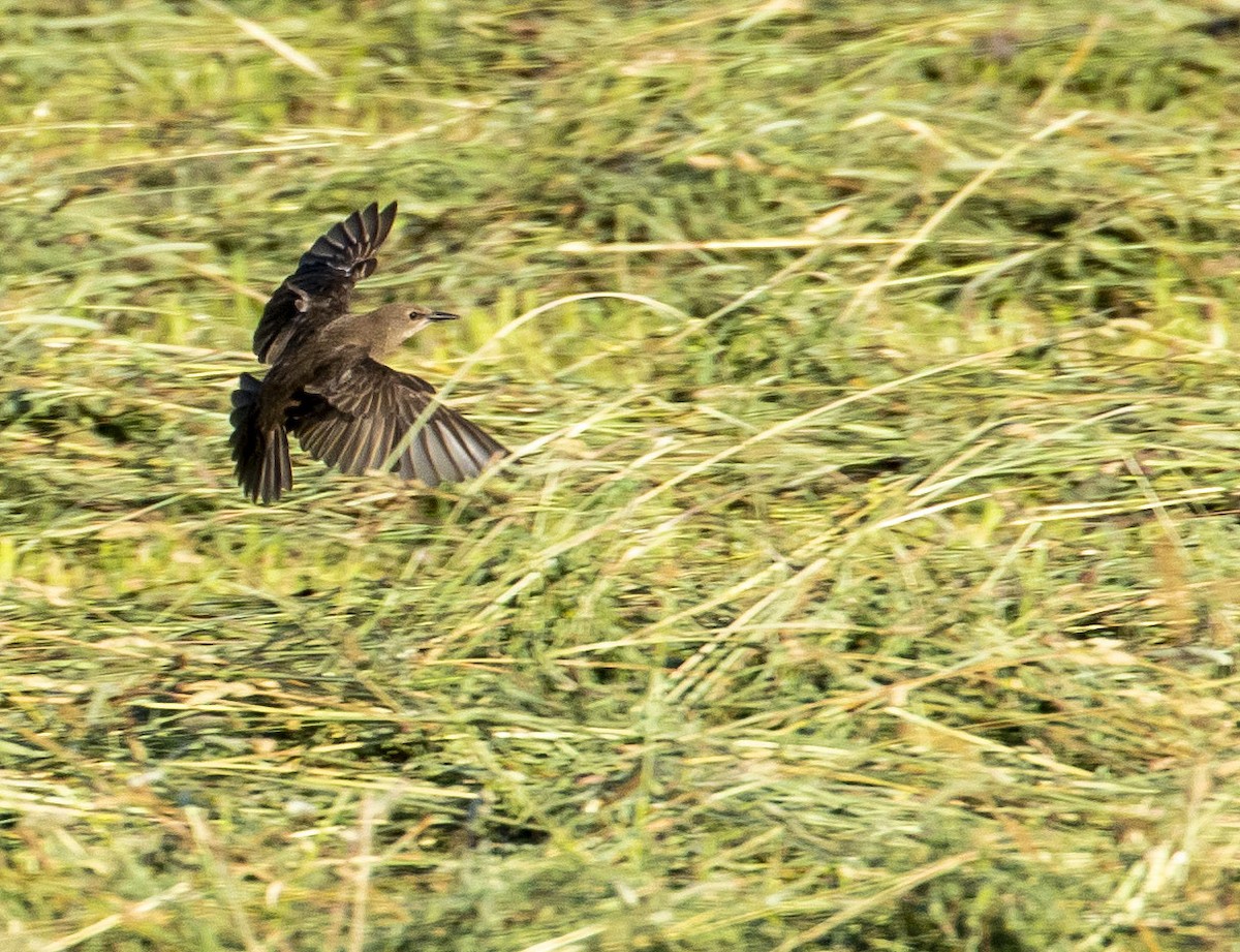 Brewer's Blackbird - ML467750621