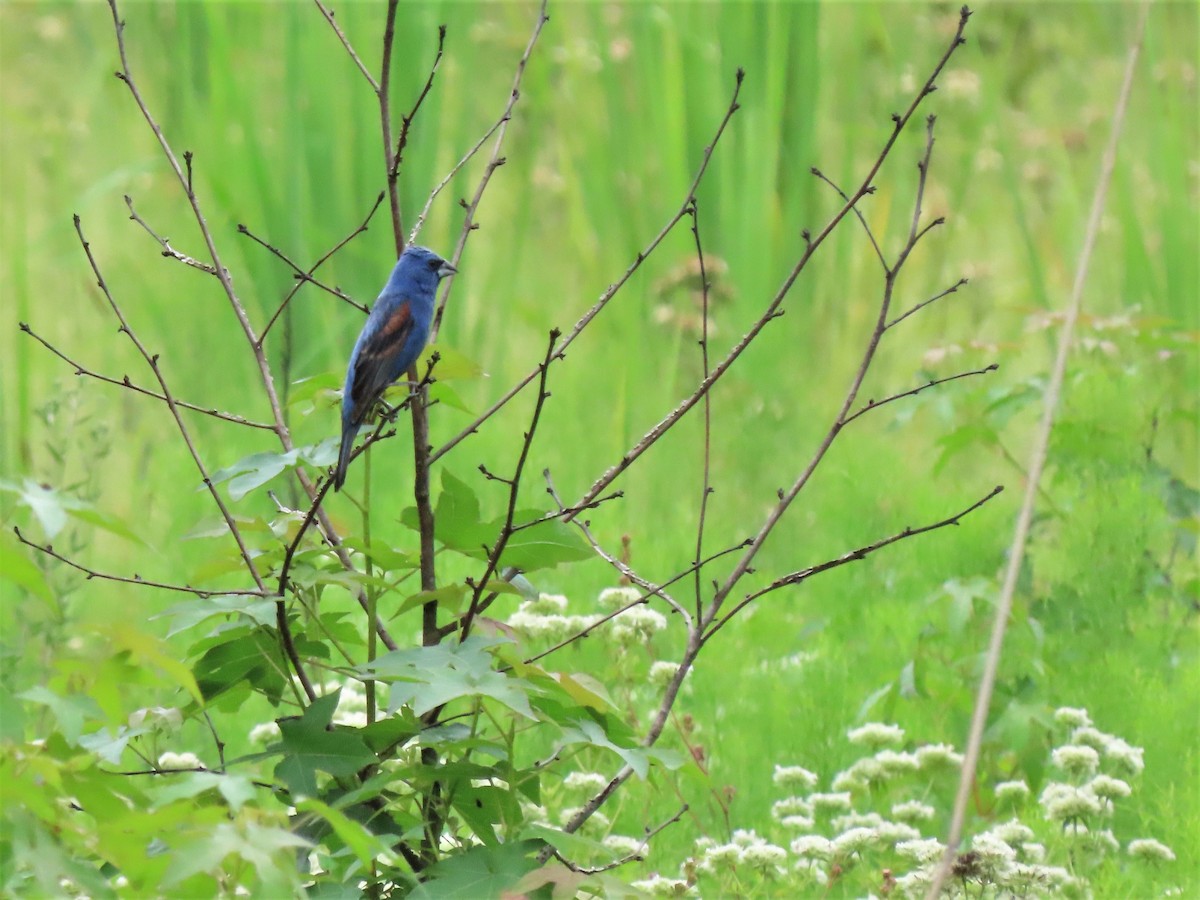 Blue Grosbeak - Teresa Noel