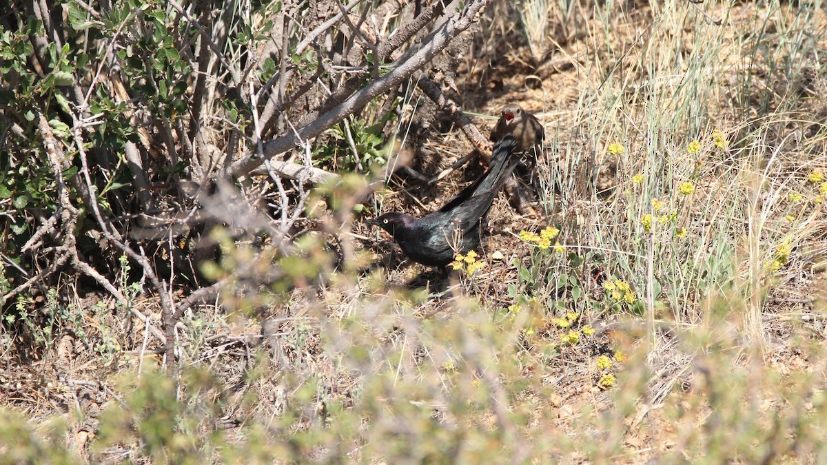 Brewer's Blackbird - ML467750771