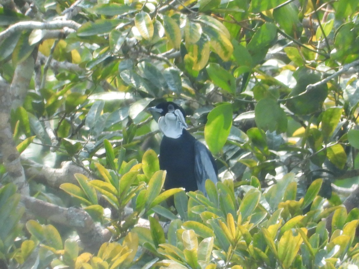 Bare-necked Fruitcrow - ML467752471